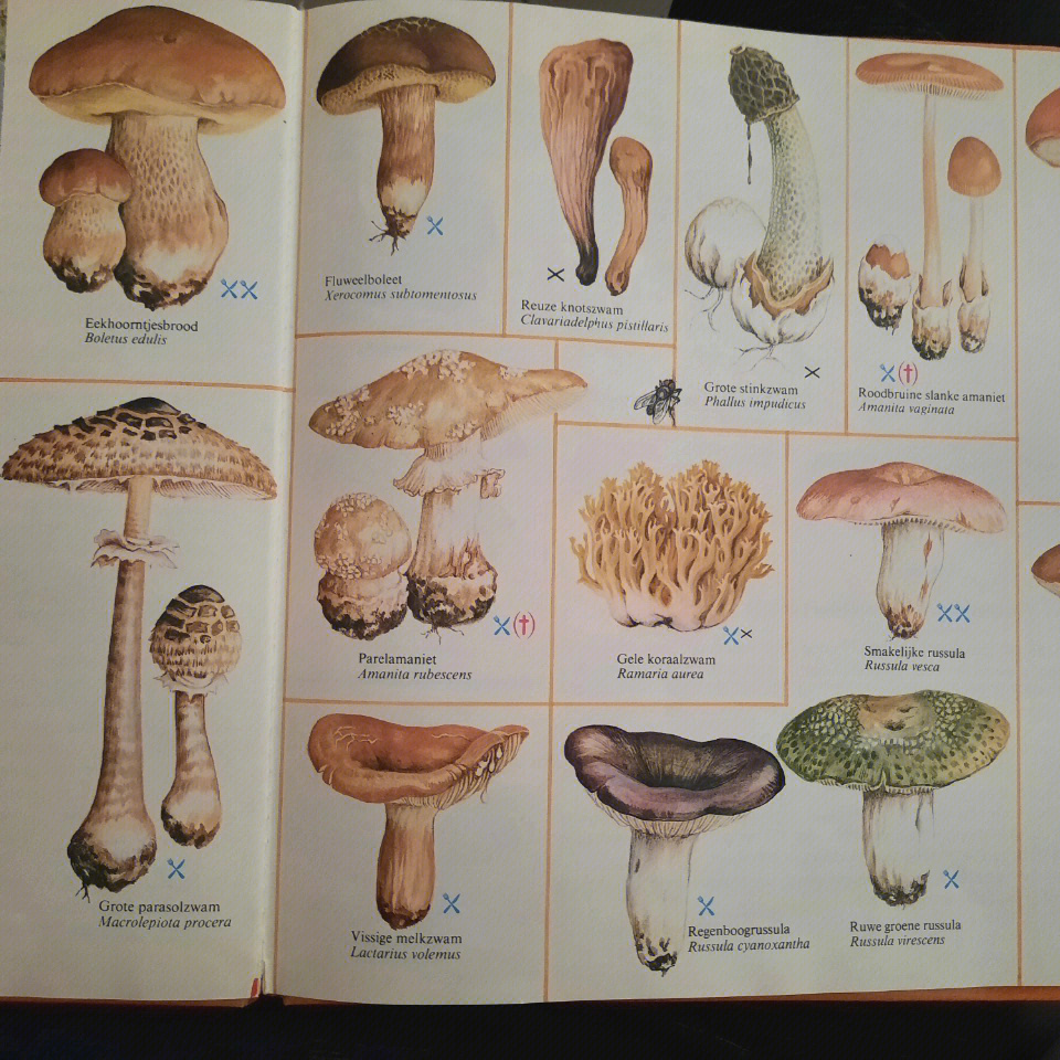 蘑菇有几种名字和图片图片