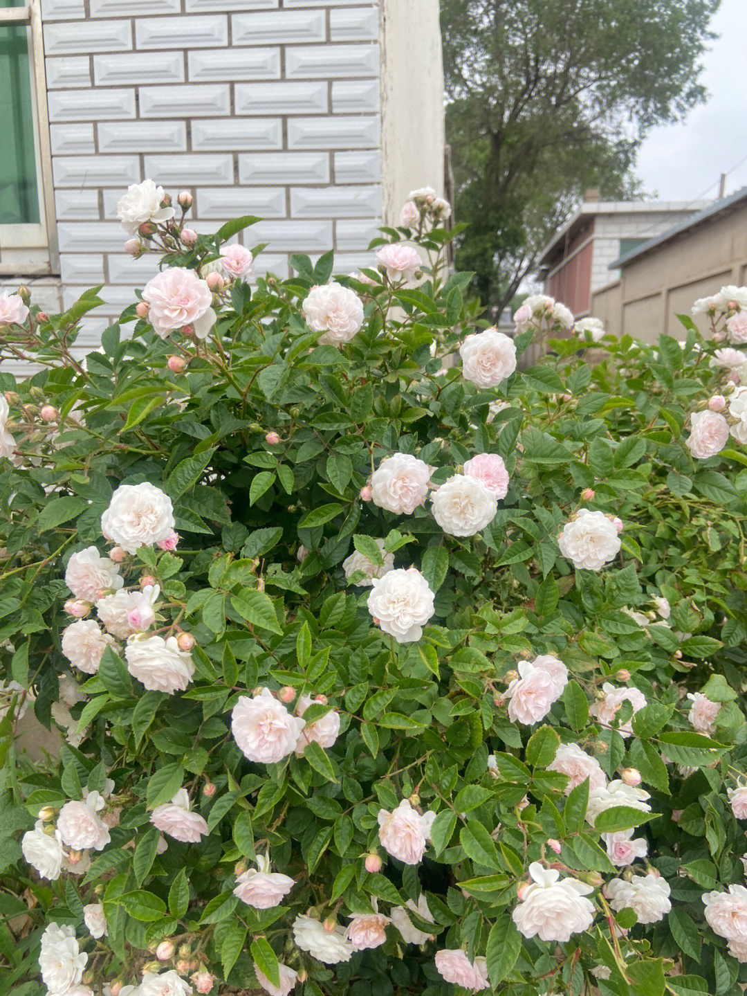 说明年要种一院子的蔷薇花的老公能信吗