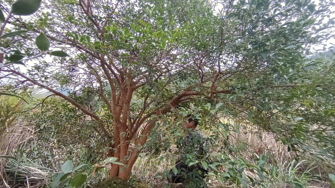 绵阳老茶树图片