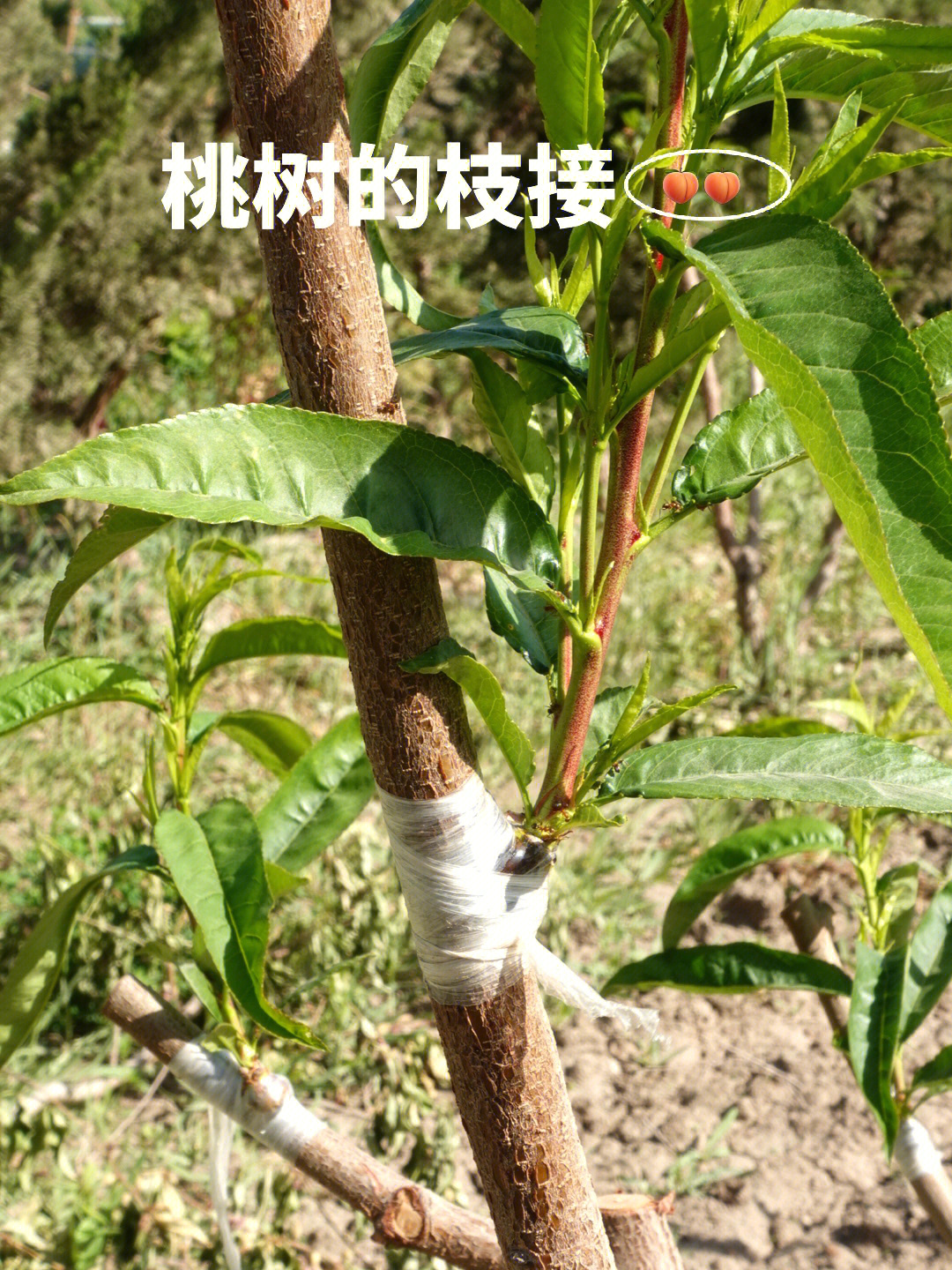 桃树的嫁接飘荡南疆农场日记2