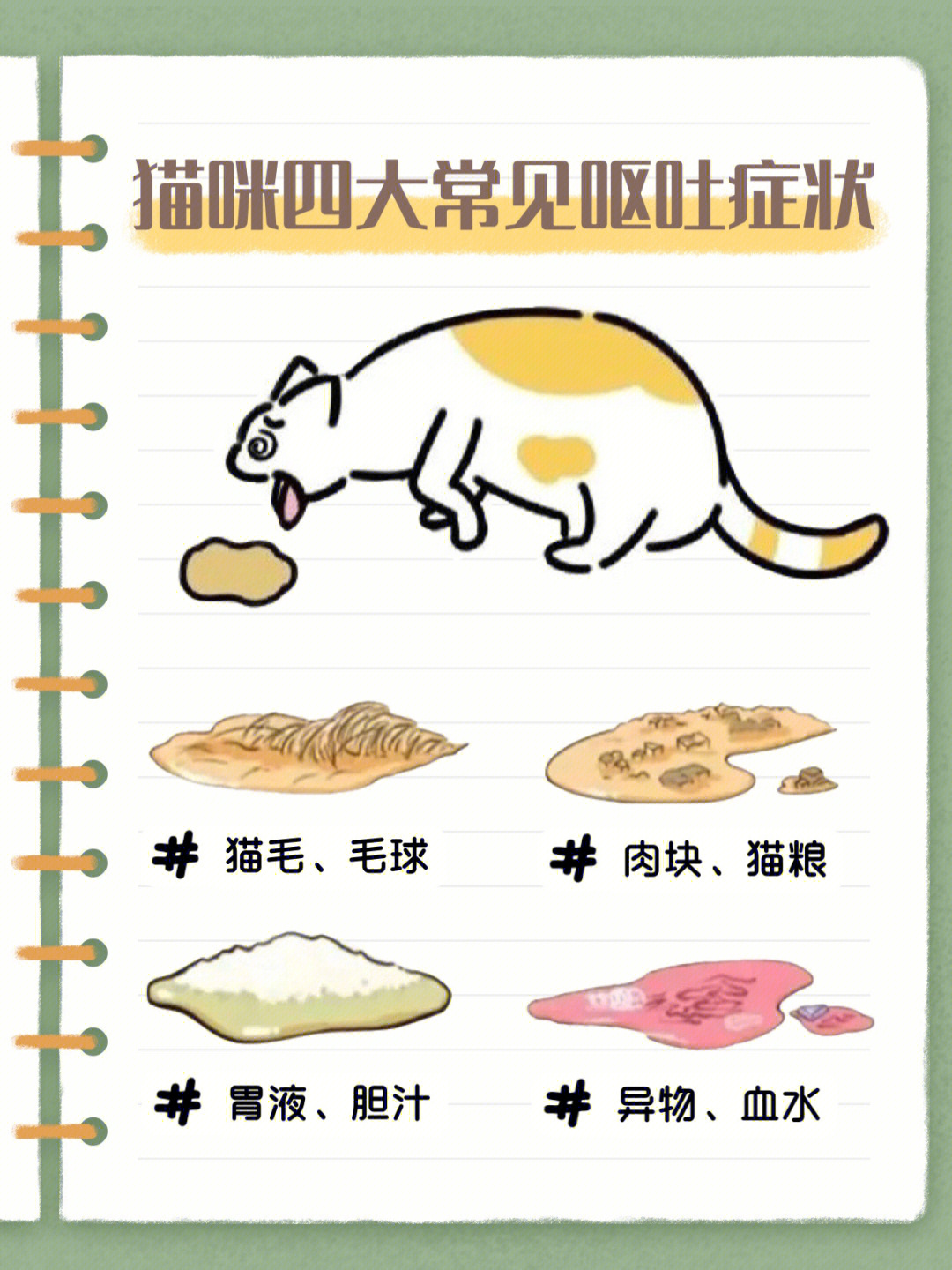 猫咪肠胃养护指南玻璃胃猫咪如何调理