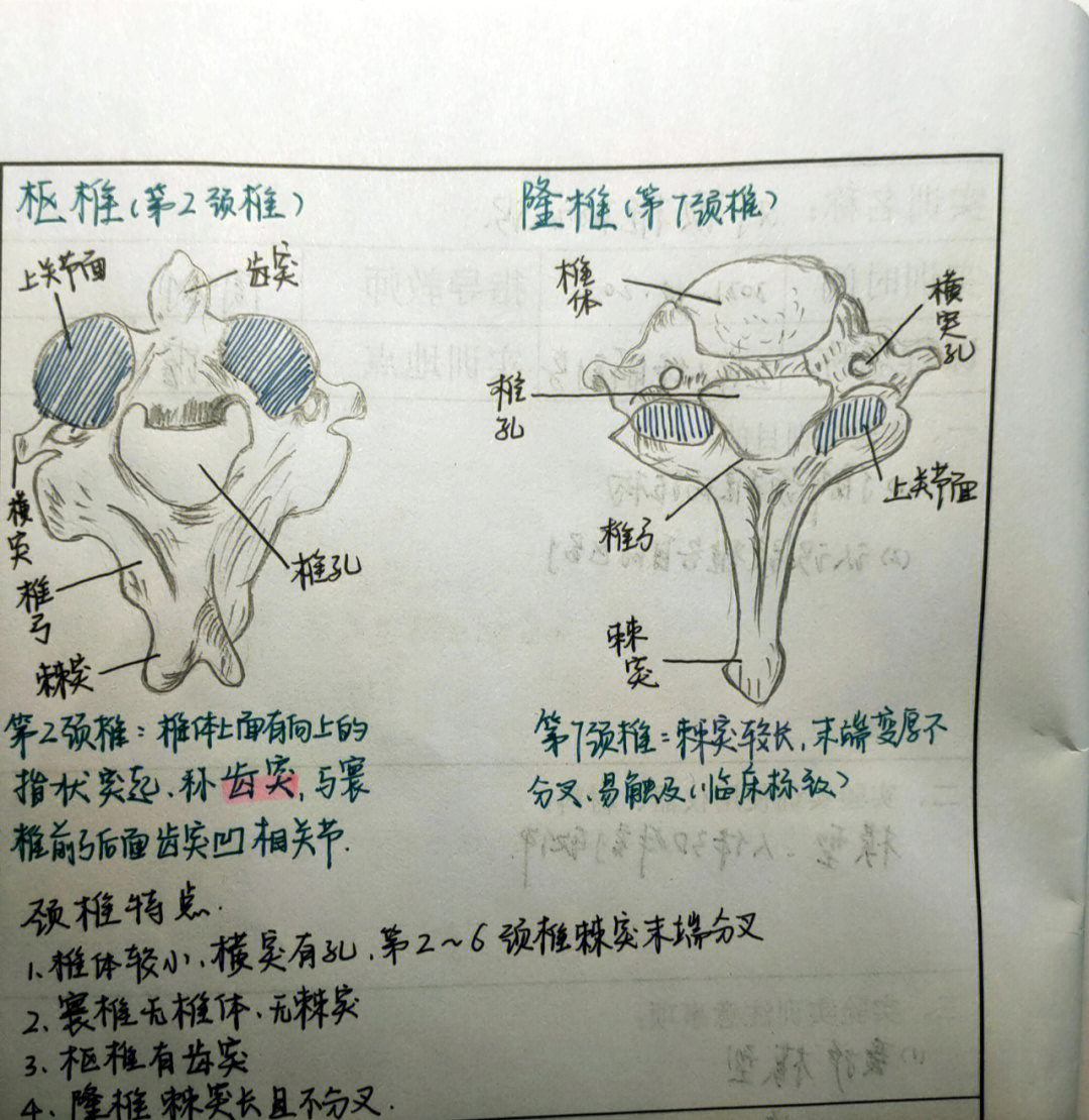 大学画图作业