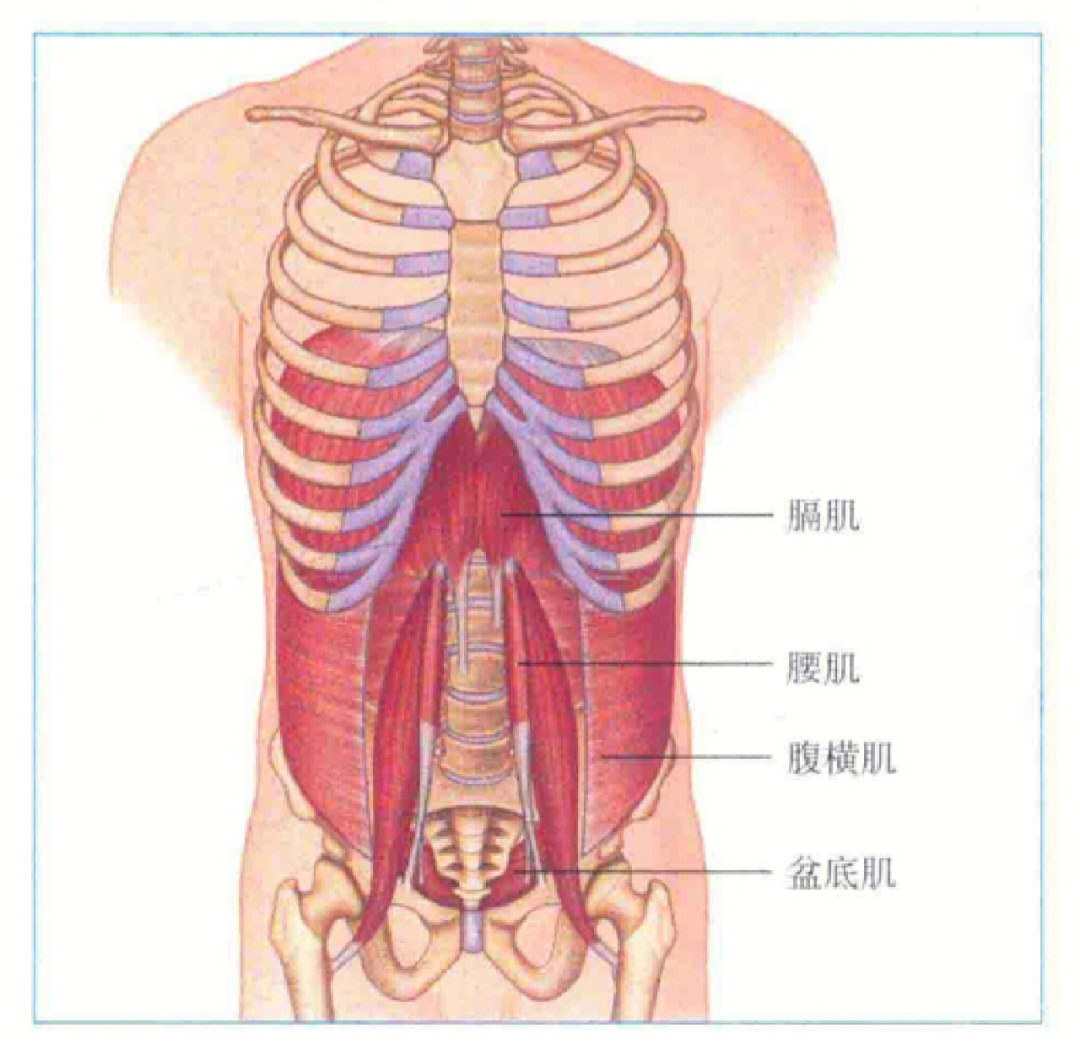 腰肌功能解剖