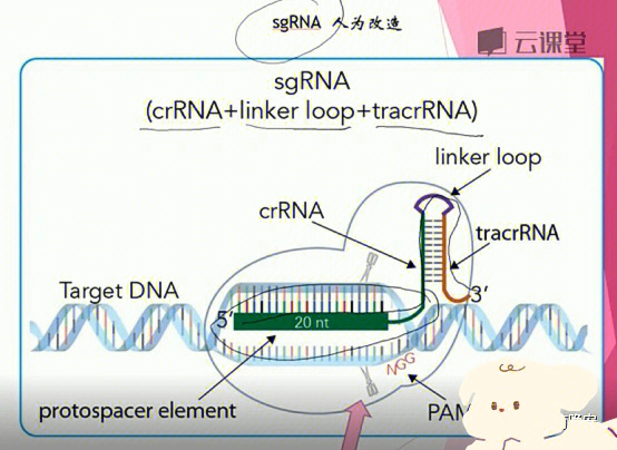 细胞crispr基因编辑的三种实现方式