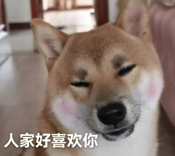 柴犬表情包