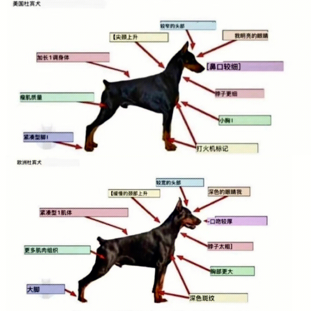 杜宾犬体重图片