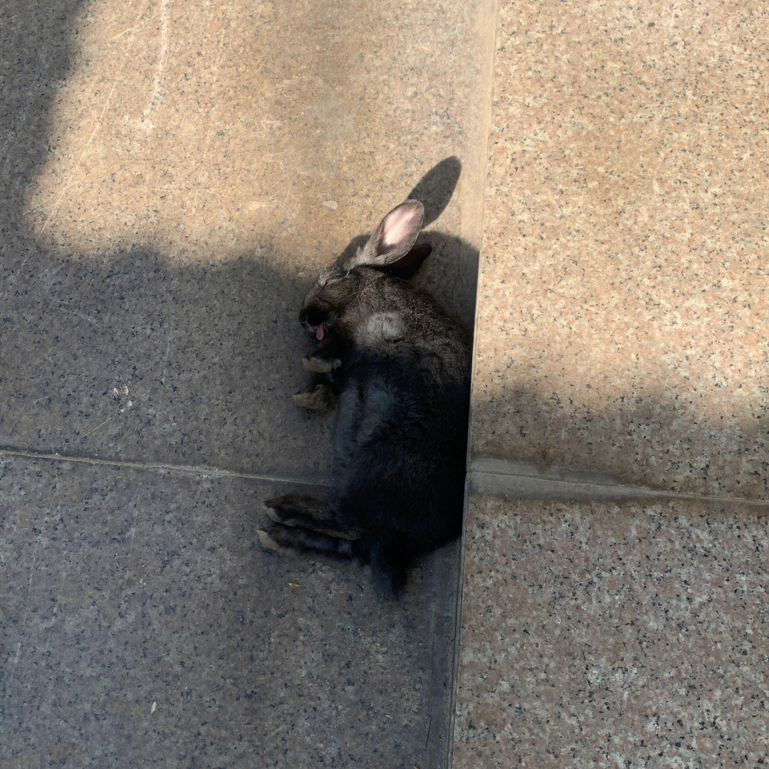 兔子死亡姿势判断死因图片