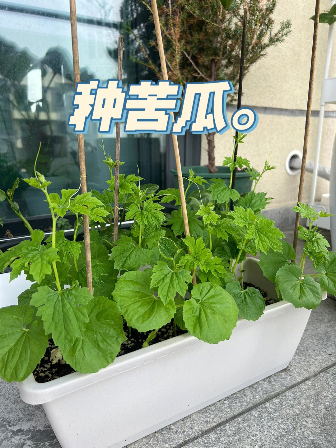 阳台种植苦瓜