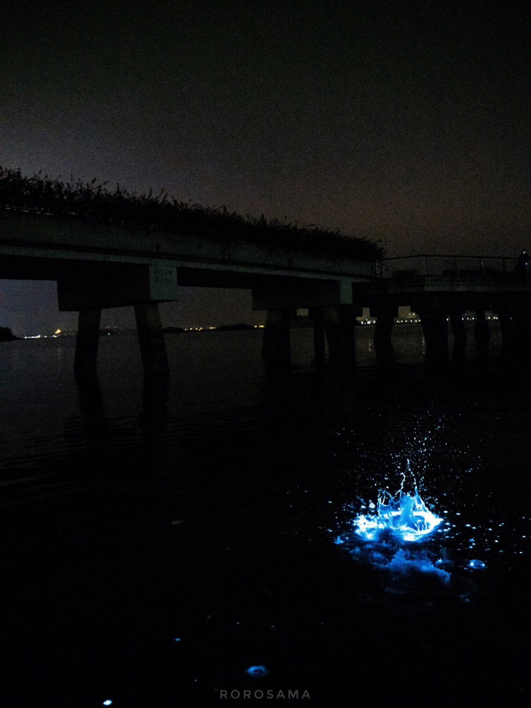 海沧湾蓝眼泪图片