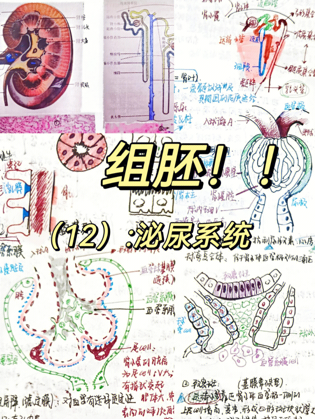 生物泌尿系统手抄报图片