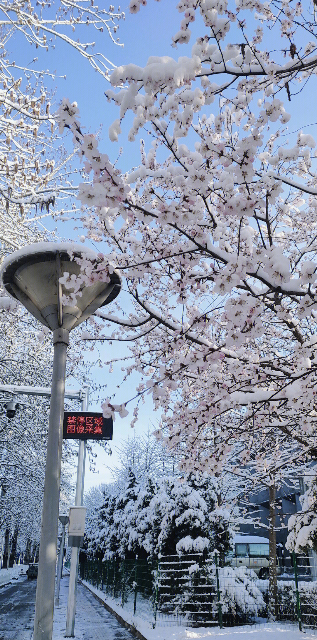 北京三月的雪