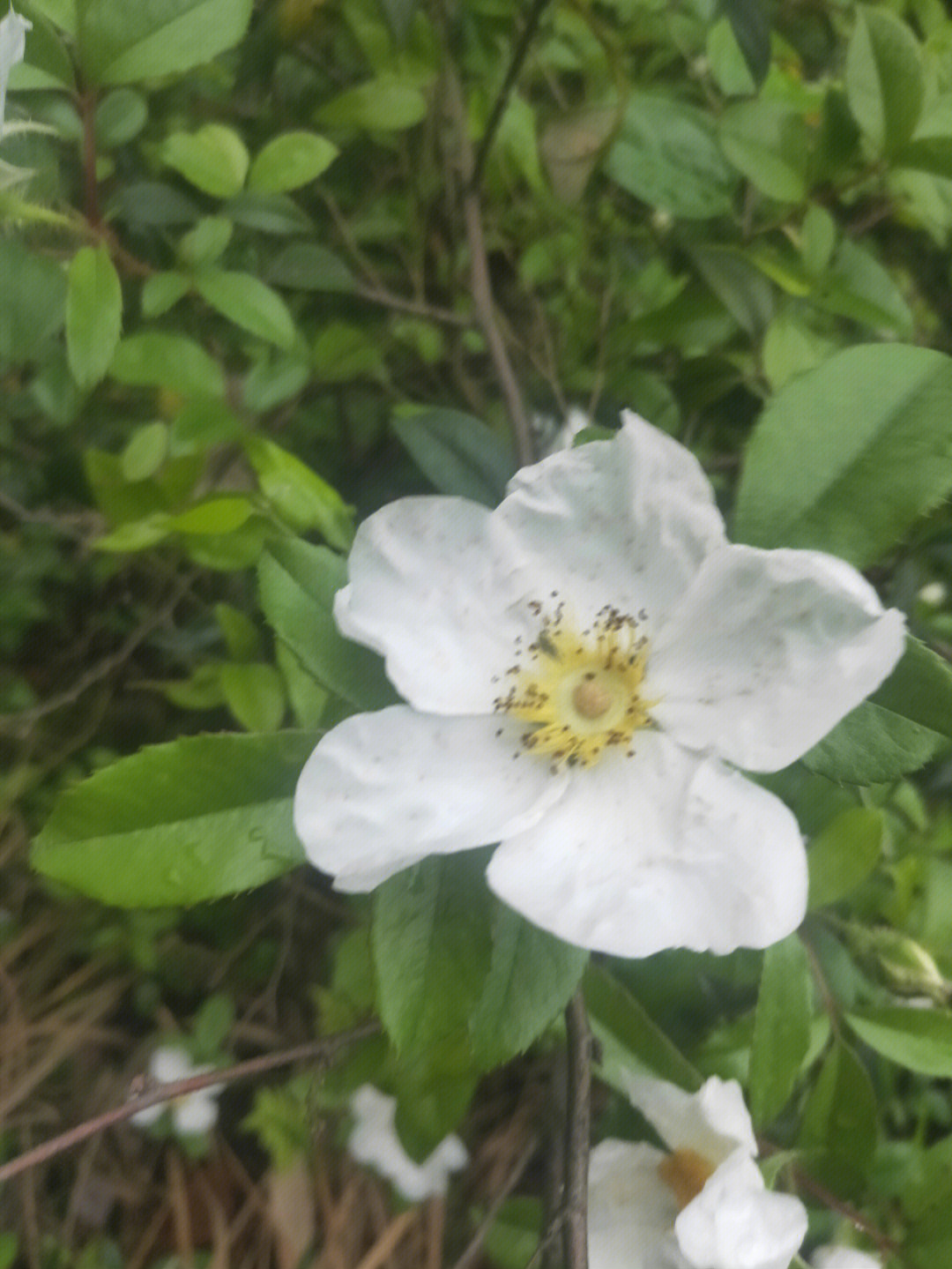 刺梨花寓意图片