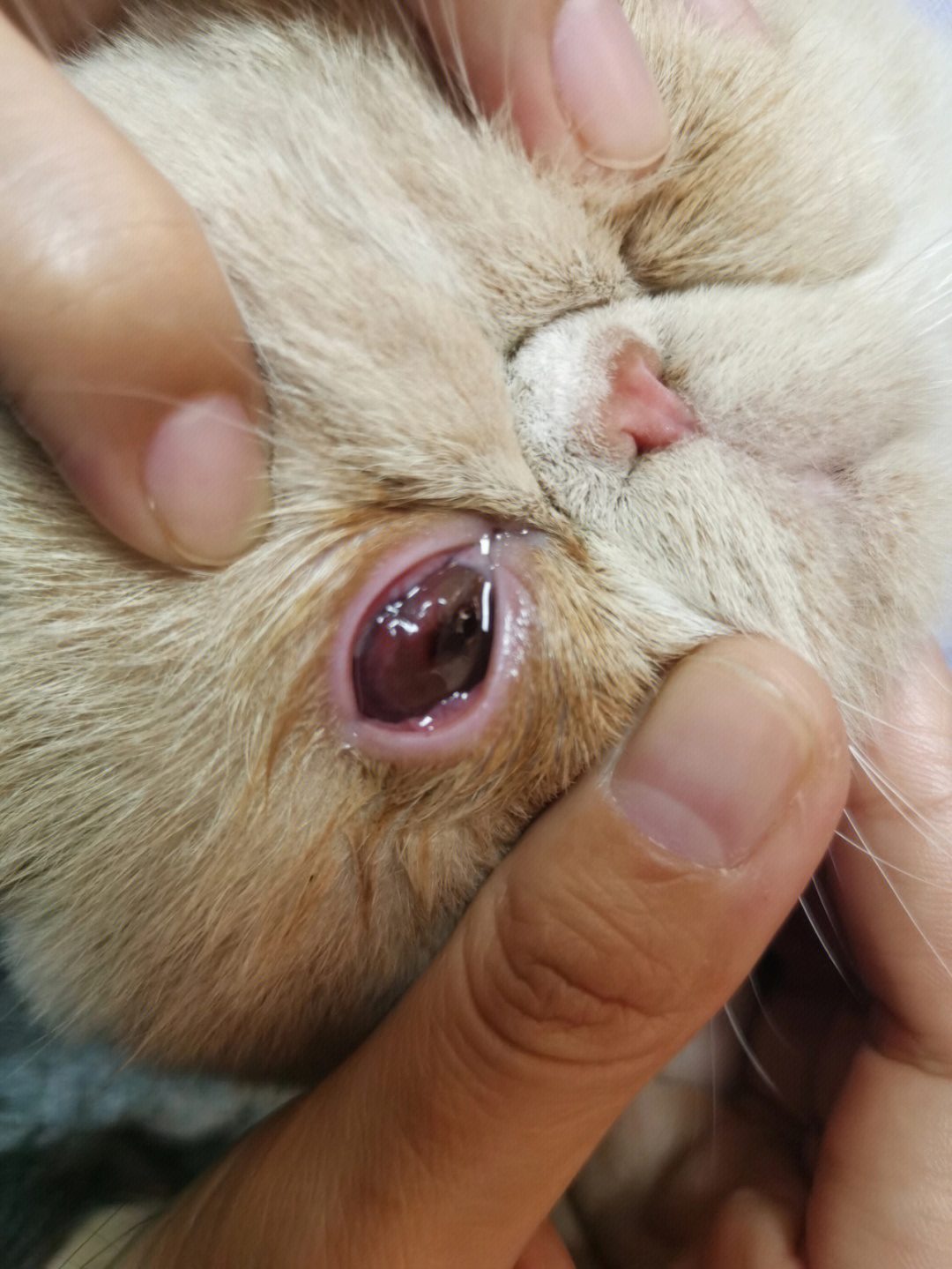 领养的时候眼睛已经发炎了,当时我问宠物医院:猫的眼睛怎么了?
