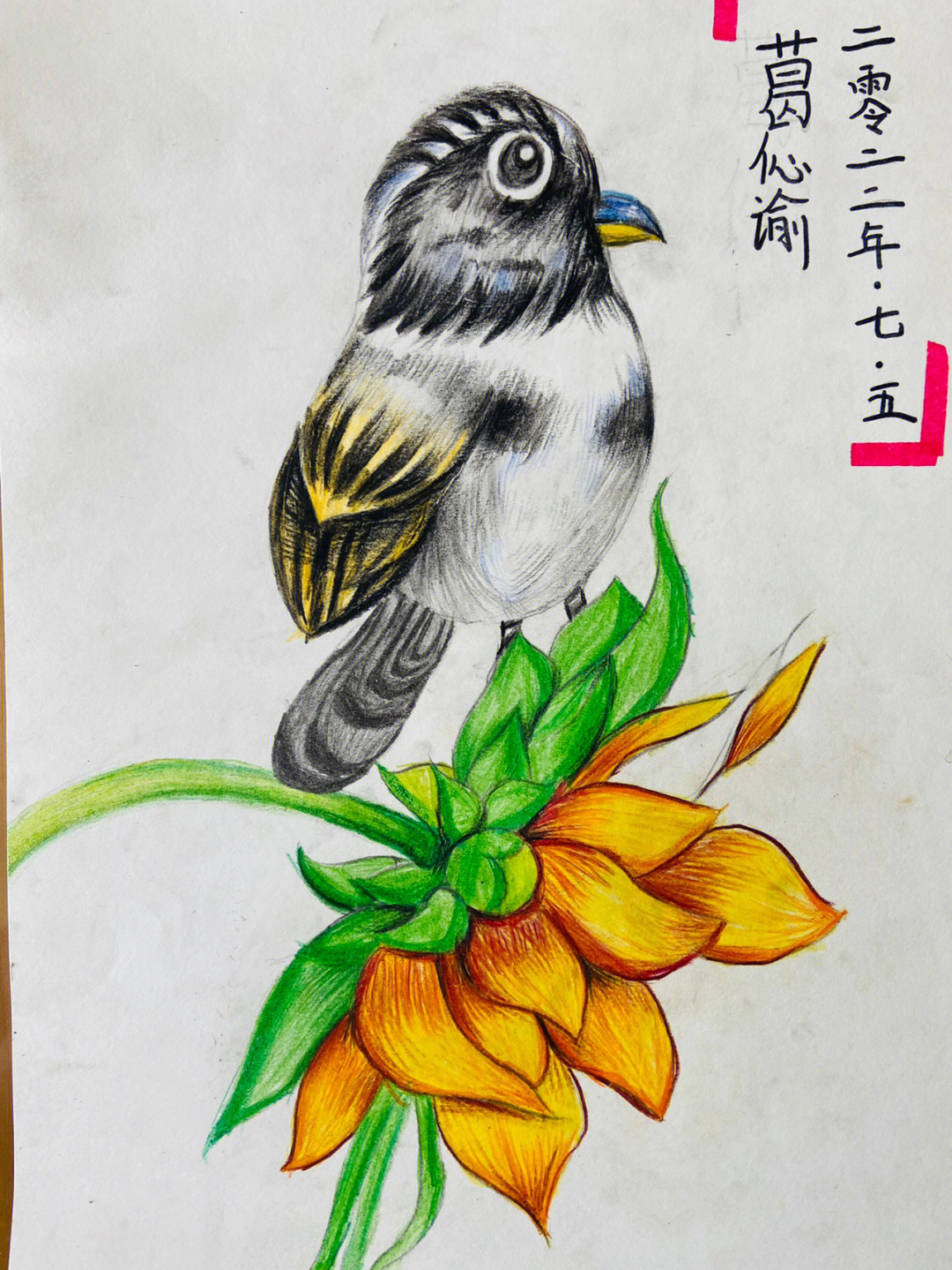 鸟语花香画画五年级图片