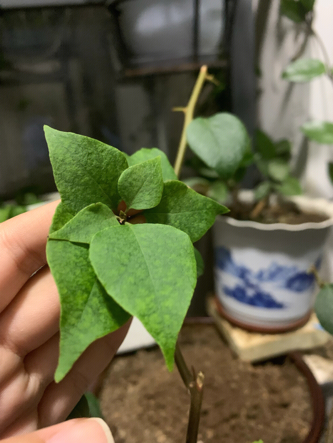 三角梅肥害叶片症状图片