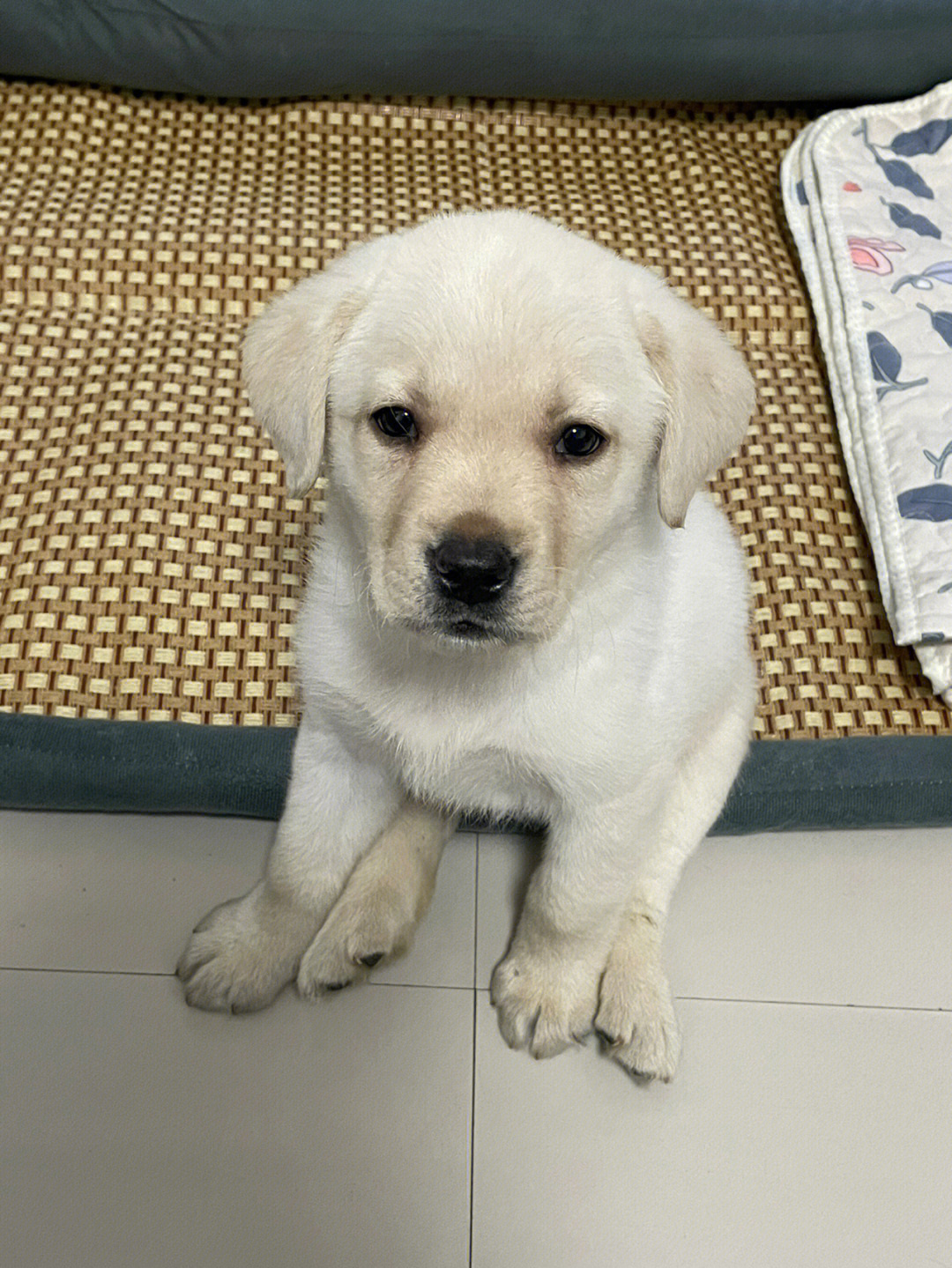 拉布拉多幼犬