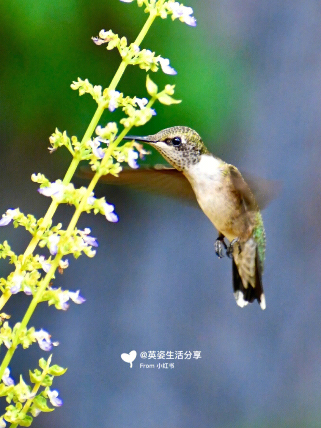 蜂鸟多大宝宝图片