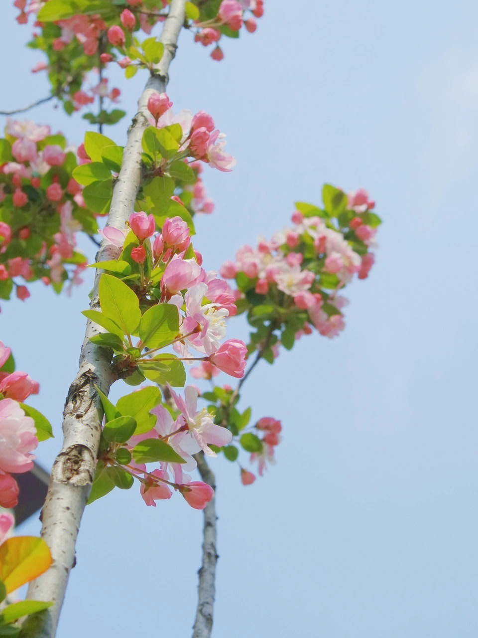 海棠花花语