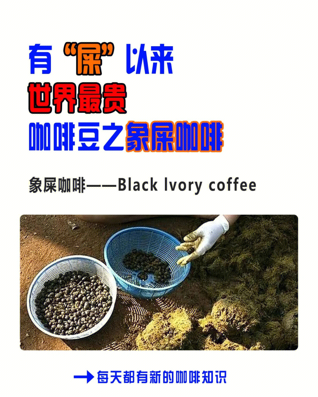 有屎以来世界最贵咖啡豆之象屎咖啡701570157015象屎