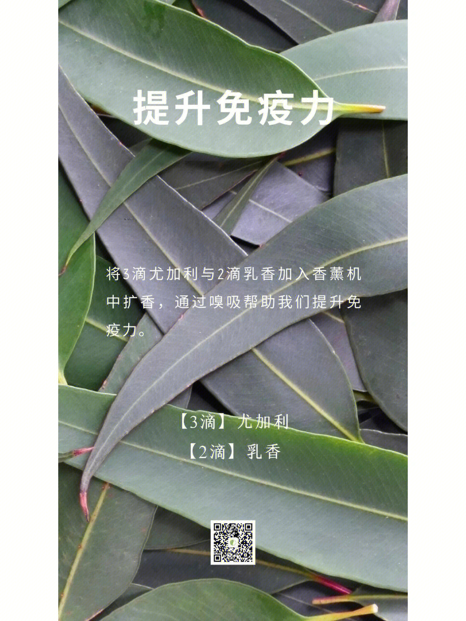 尤加利eucalyptus