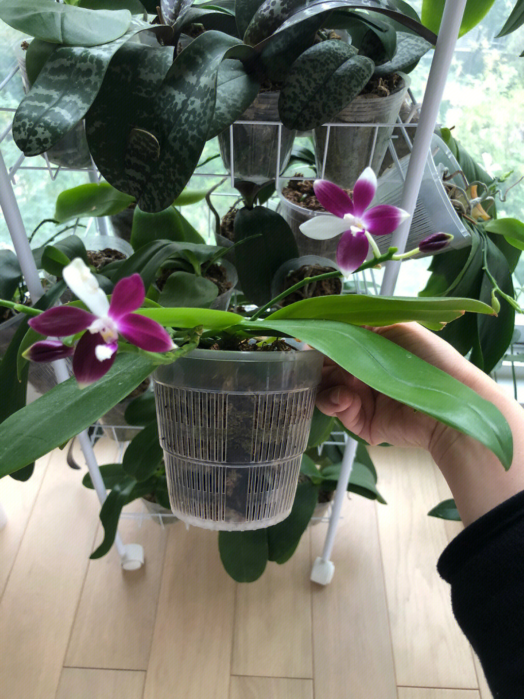 最近家里的原生蝴蝶兰都开花了,满屋飘香