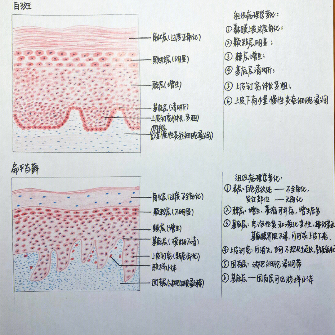 口腔上皮细胞 手绘图片