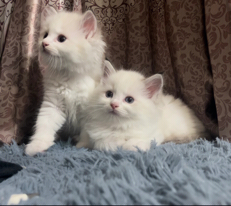可爱的布偶小猫猫找新家了,胖嘟嘟毛茸茸的,母亲是海山,父亲是蓝双