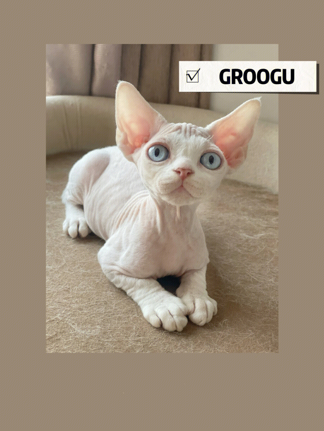 groogu德文卷毛猫不掉毛的猫专业繁殖