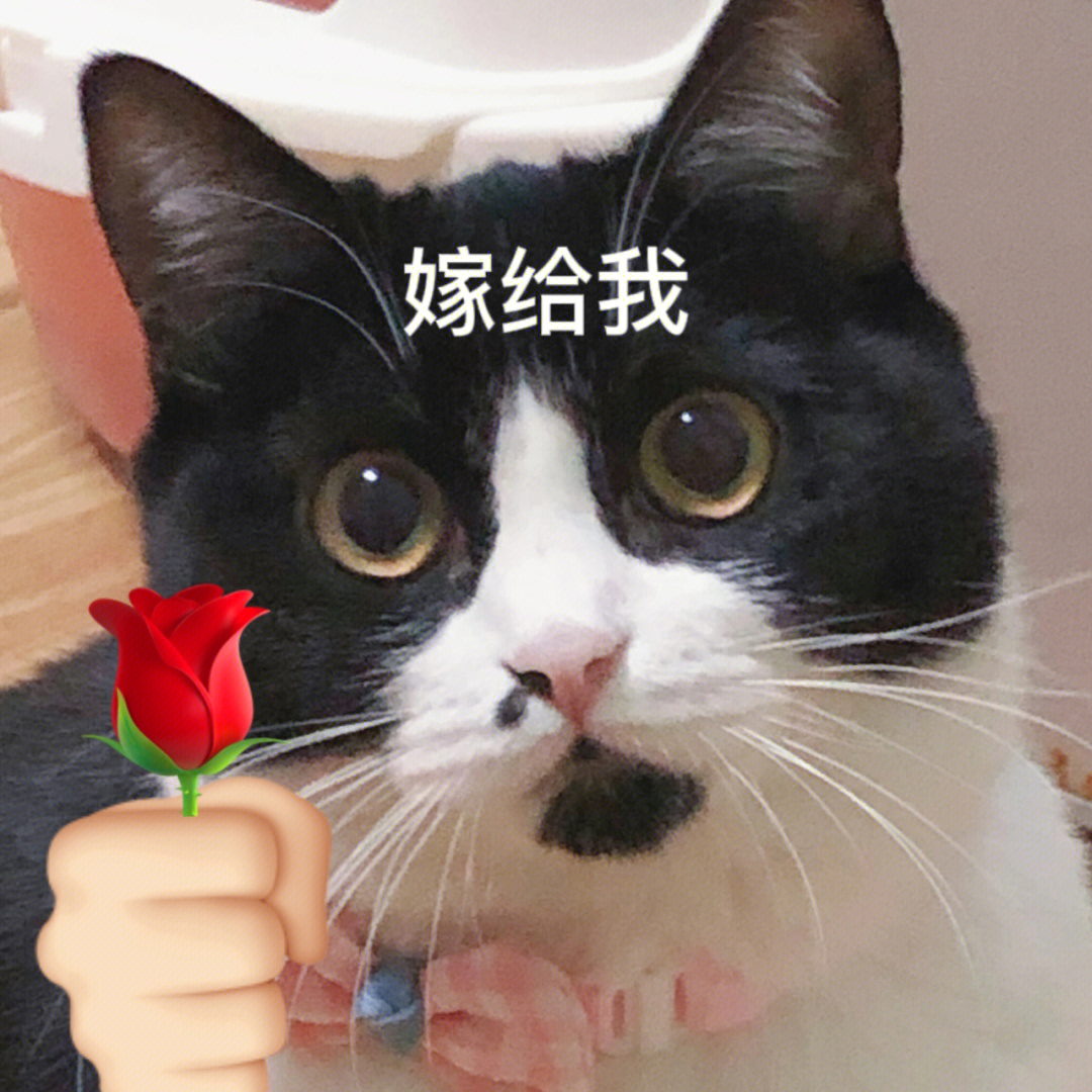 猪咪表情包