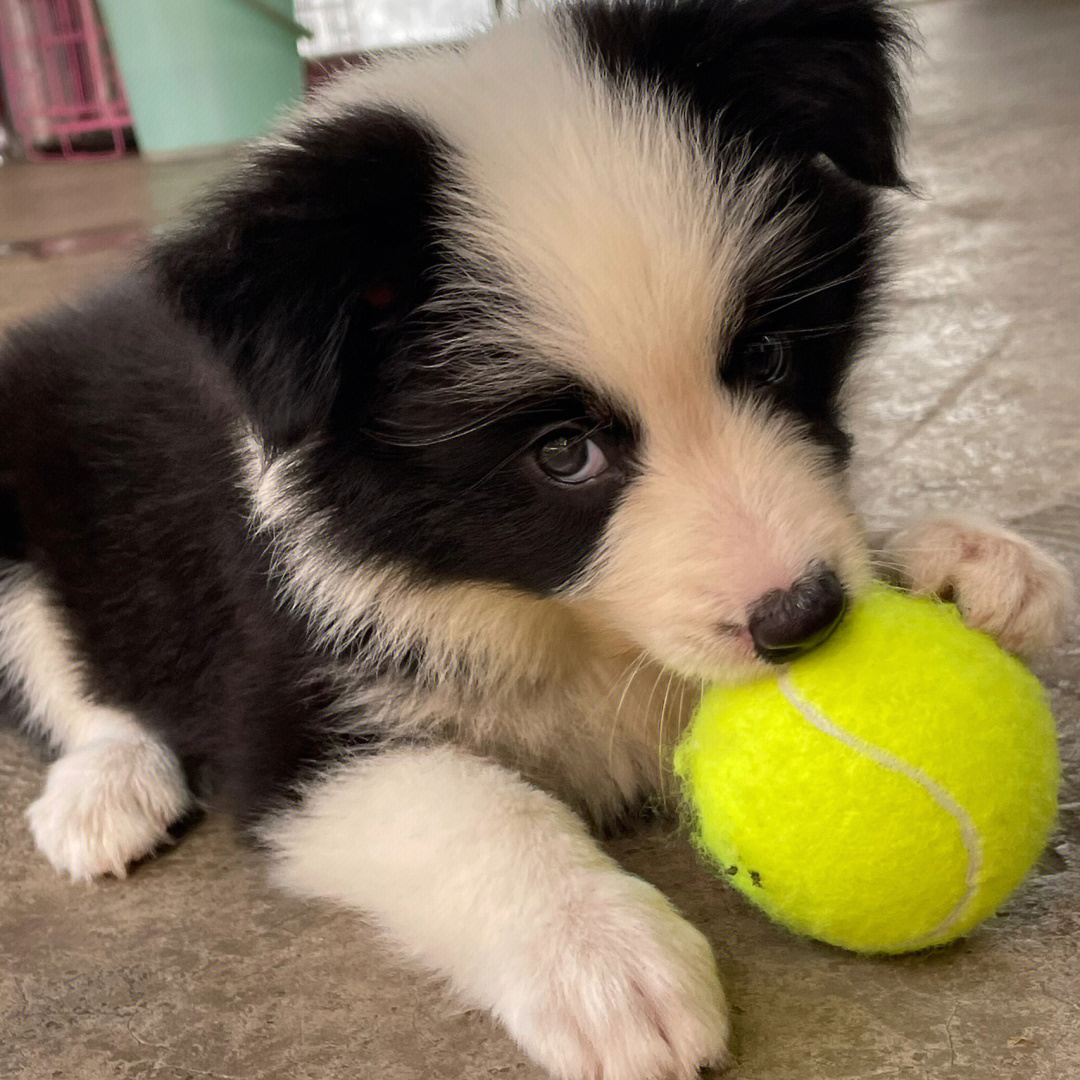 边牧幼犬