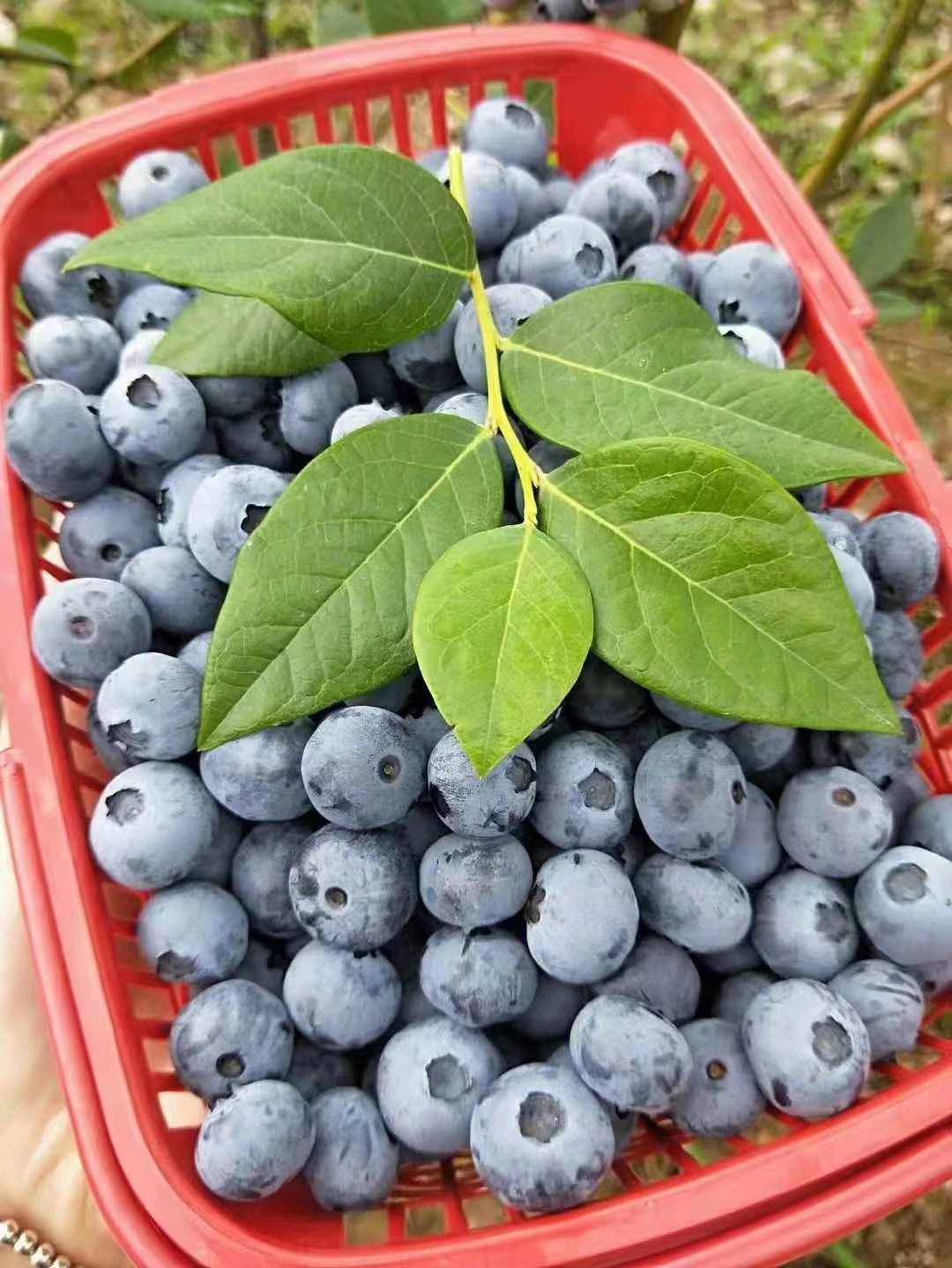 奥尼尔蓝莓成熟期图片