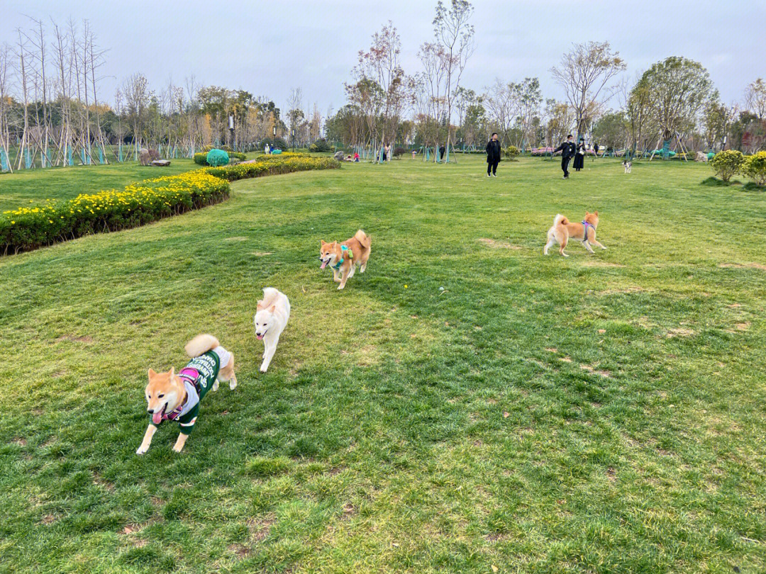 武汉遛狗圣地图片