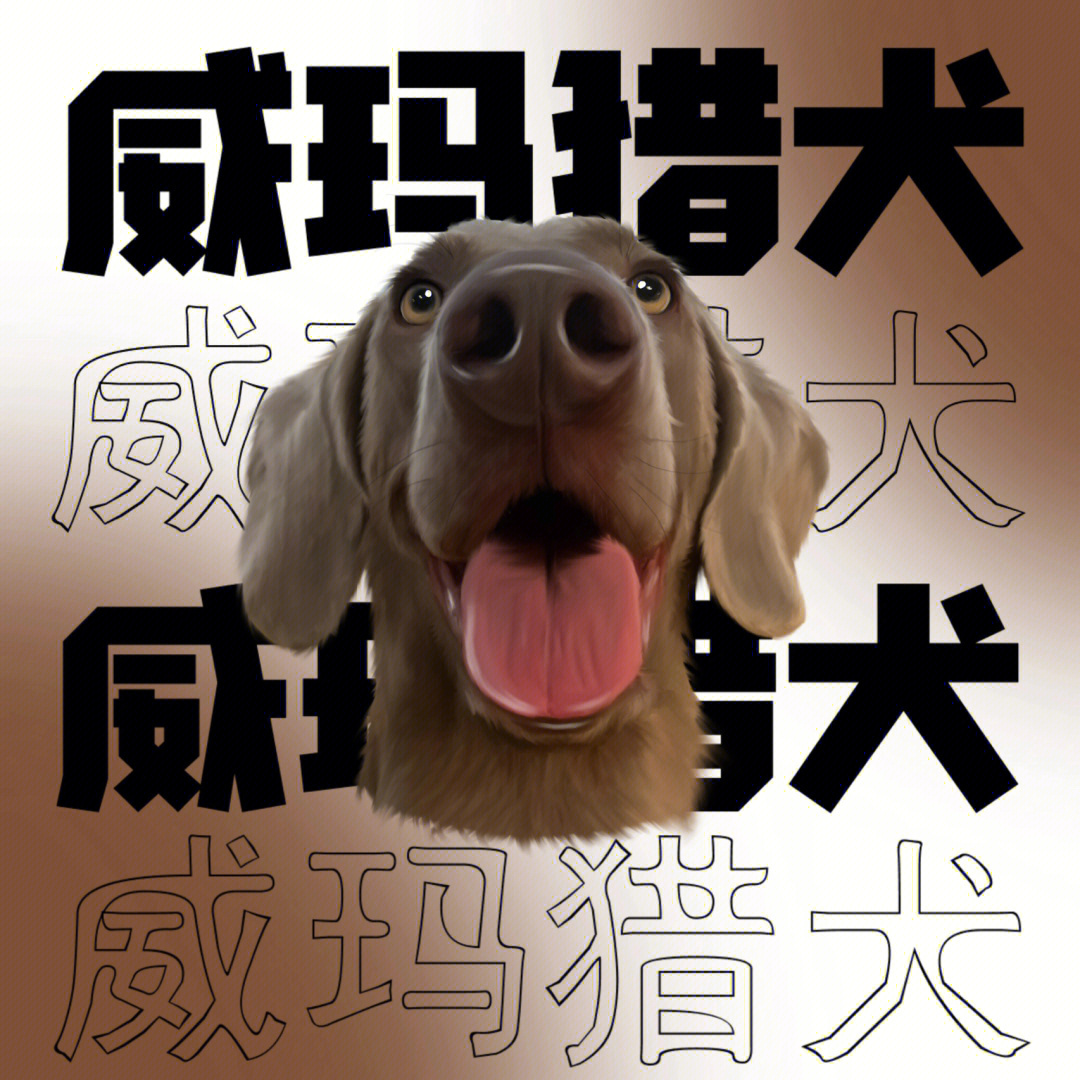 原创头像威玛猎犬