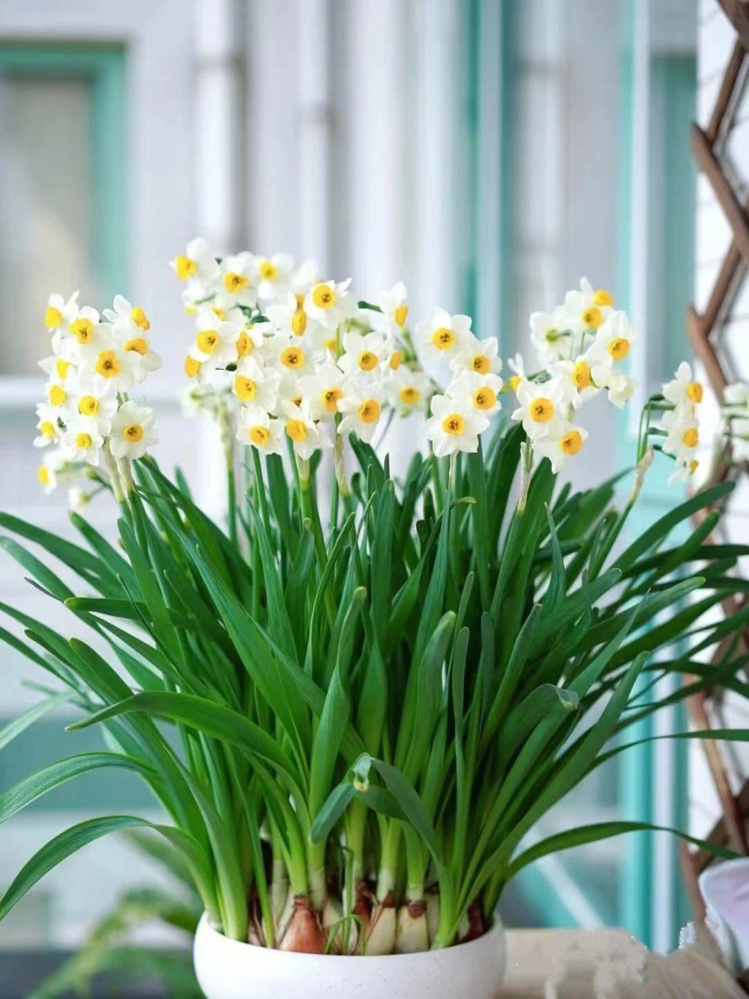 水仙花水培盆栽