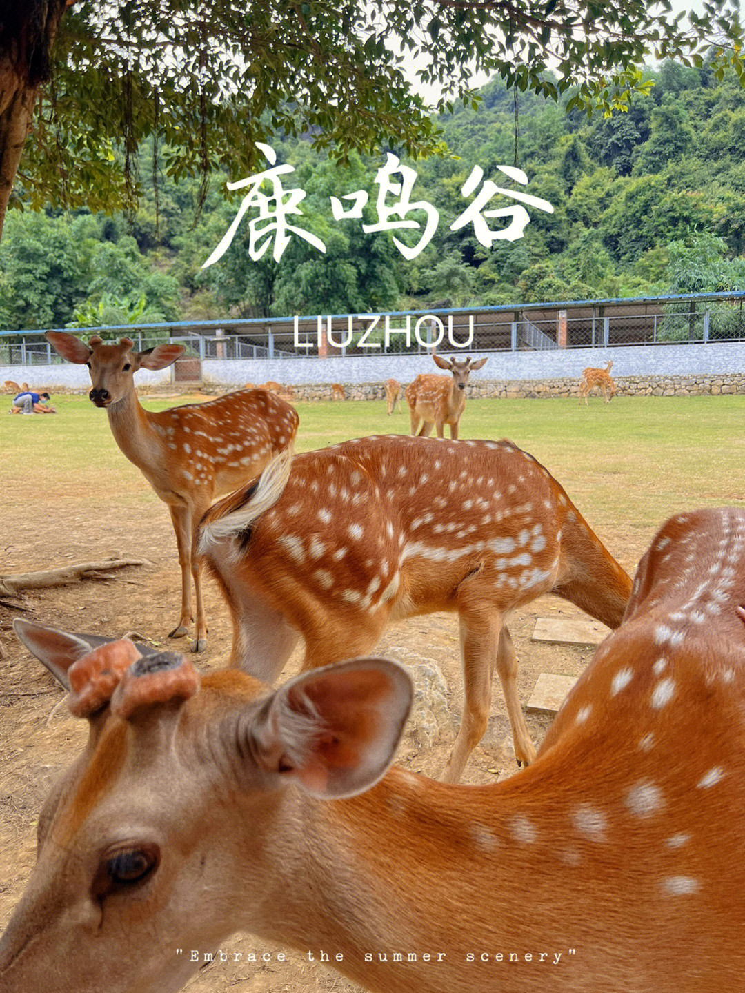 渭源五竹镇鹿鸣谷图片