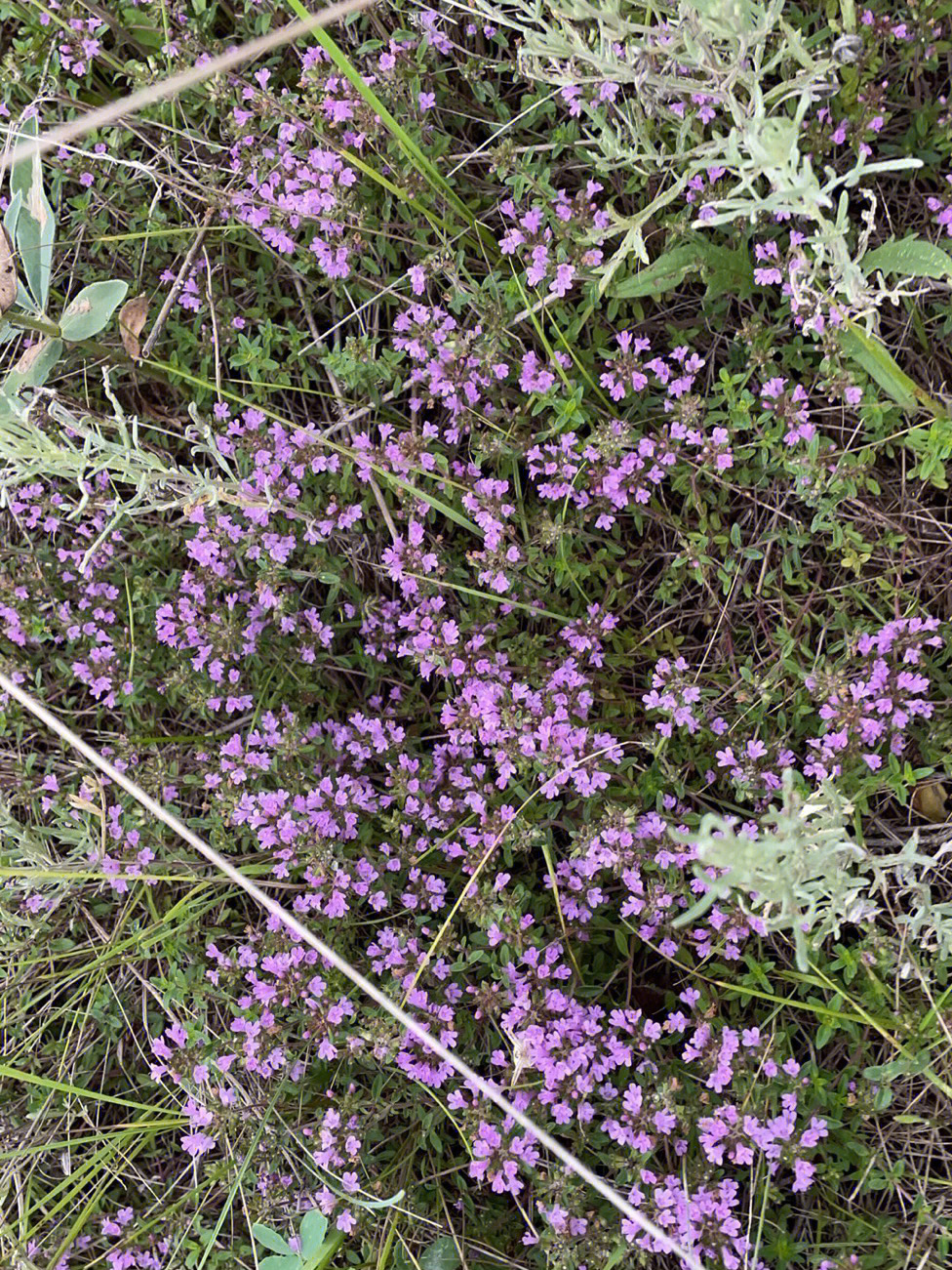 地椒花