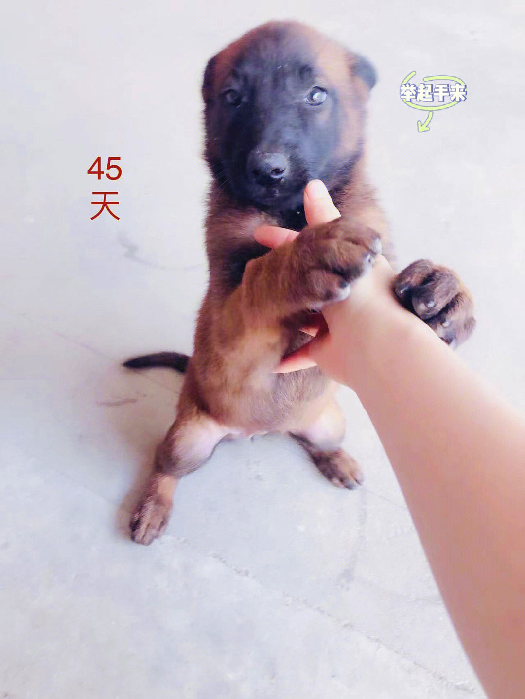 小马犬45天与4个月前后对比