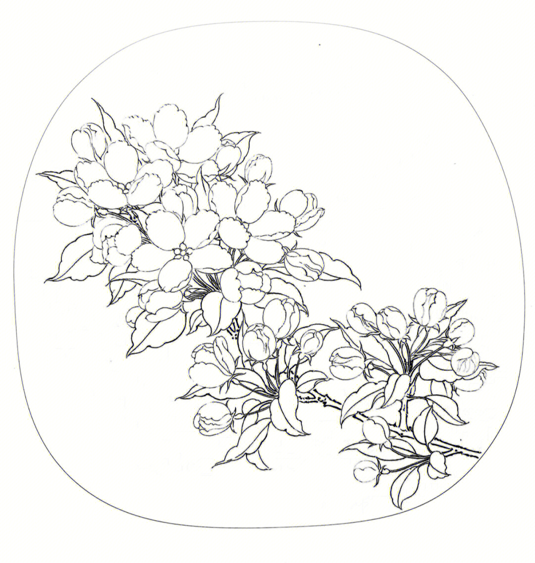 海棠花素描简单图片