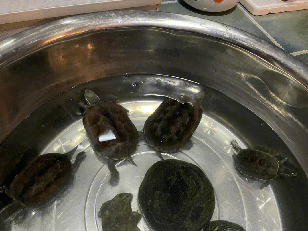 中华草龟正常粪便图片图片