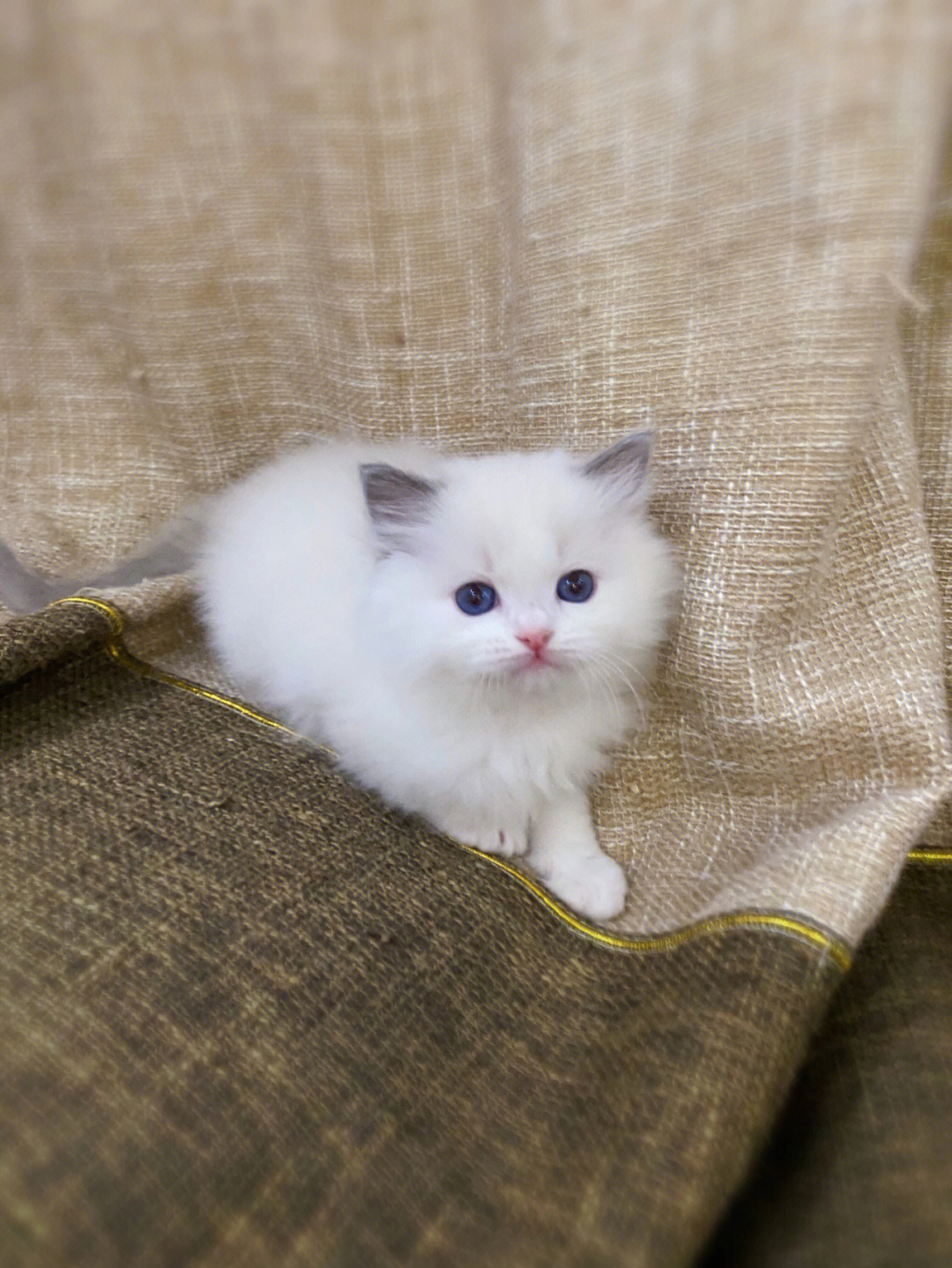 情人节最可爱的礼物布偶猫