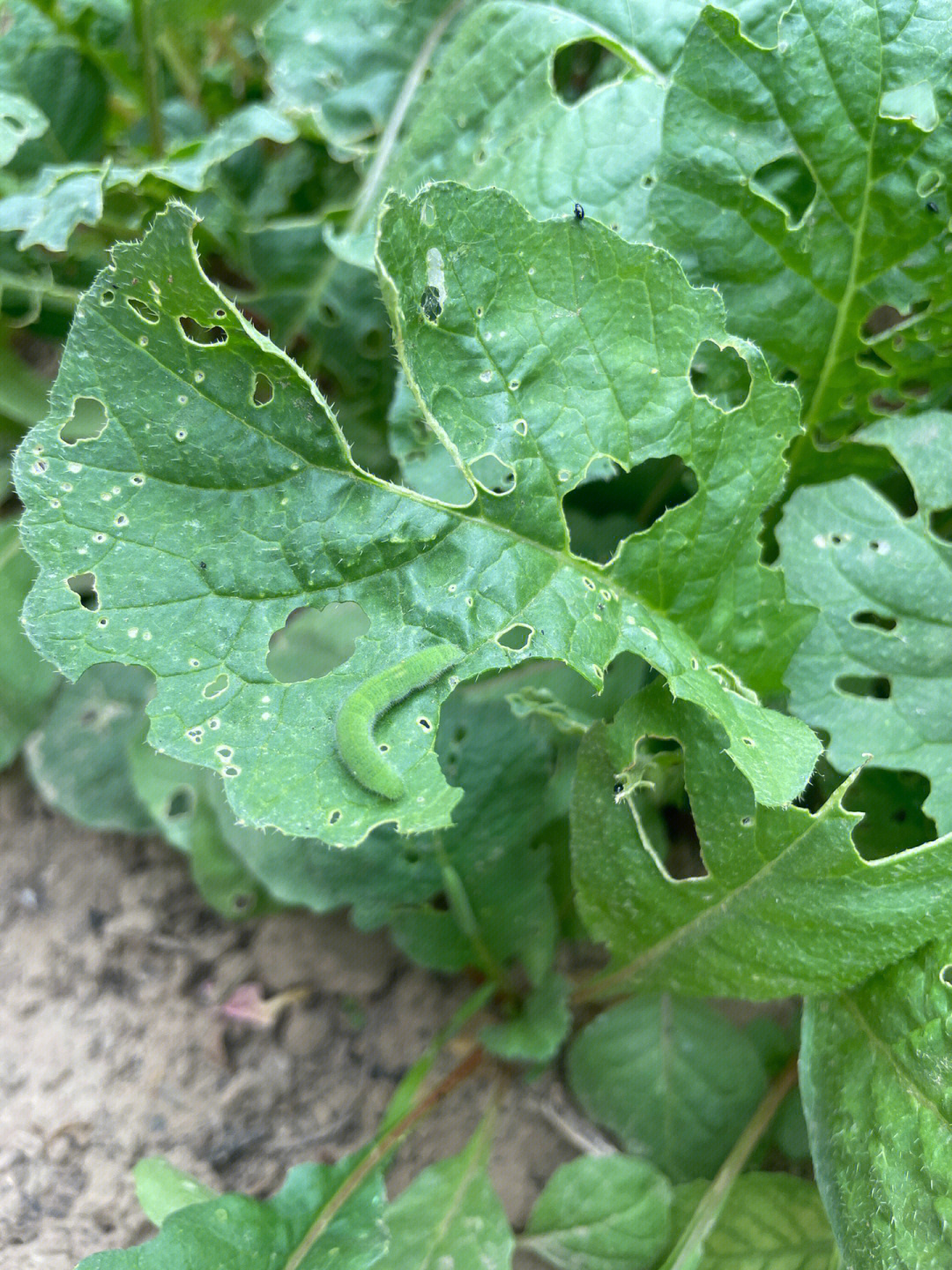 油菜虫害菜青虫图片图片