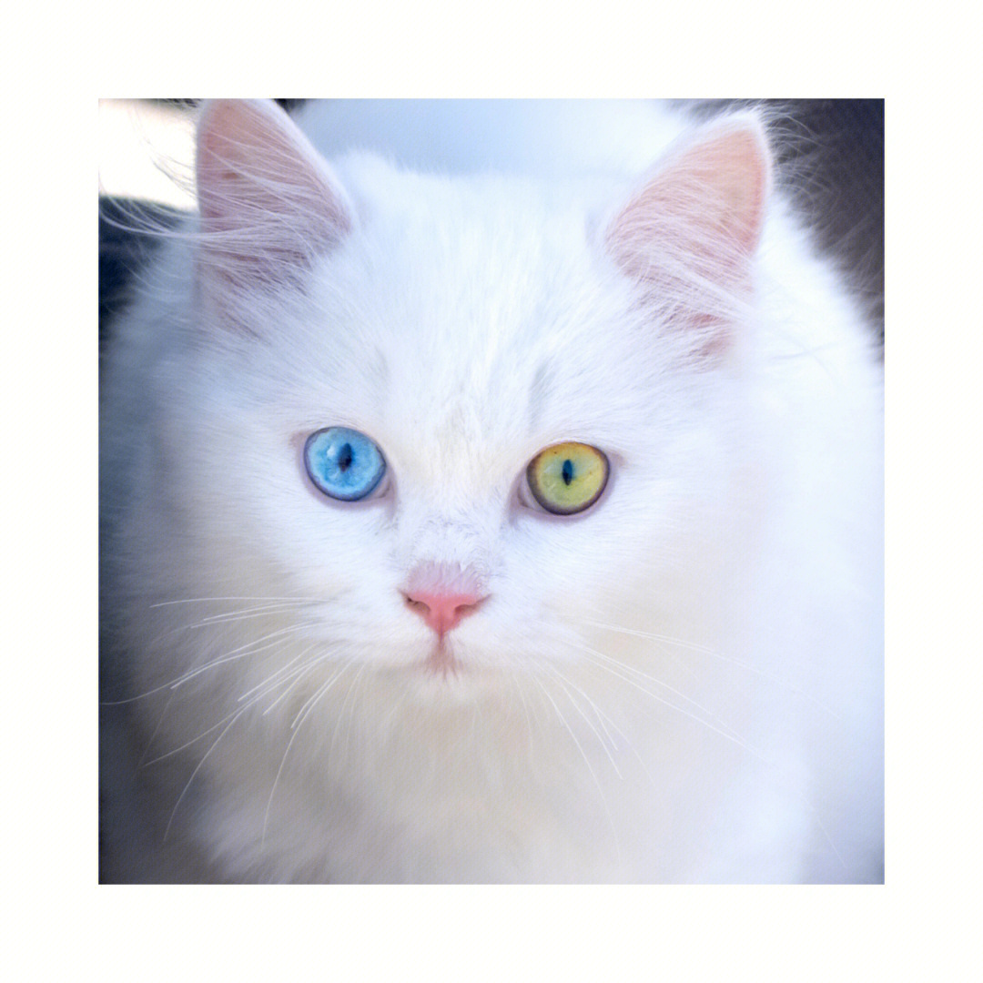 白猫多异瞳迷人的眼睛