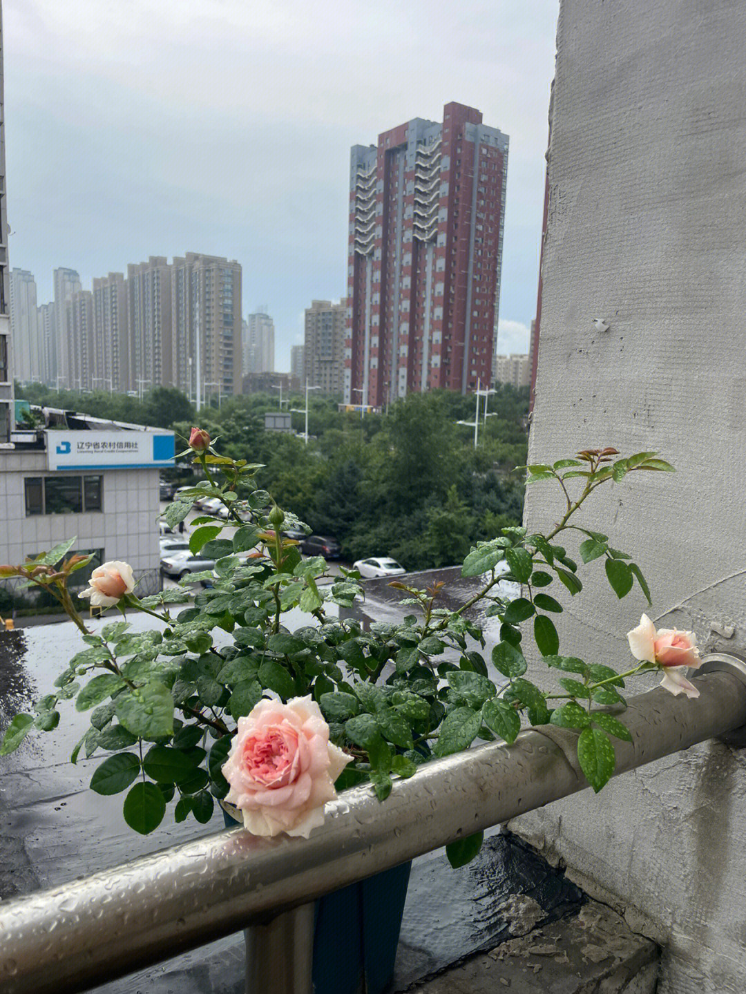 美丽的少女月季图片