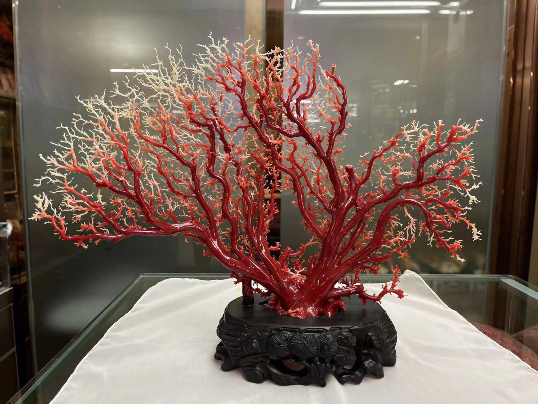 日本阿卡红珊瑚图片