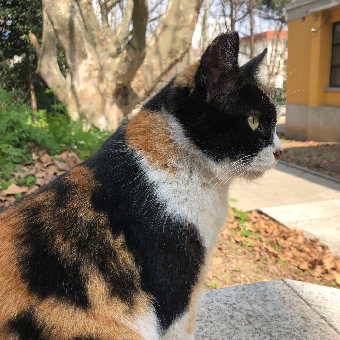 三花猫猫站在阳光下仿佛在发光乖巧安静毛茸茸的腿腿