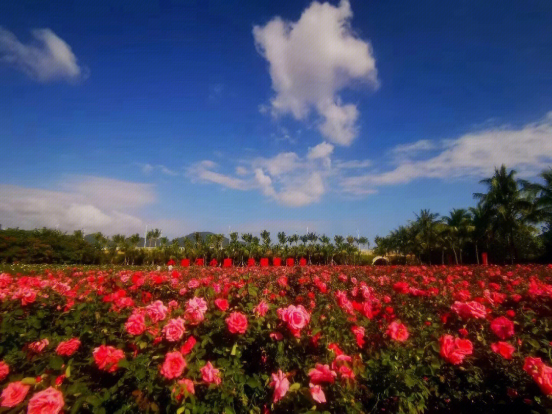 亚龙湾玫瑰四季图片