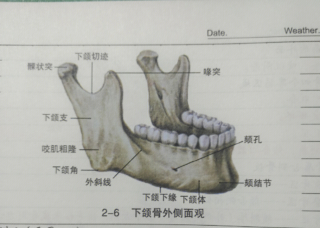口腔解剖生理学颌骨