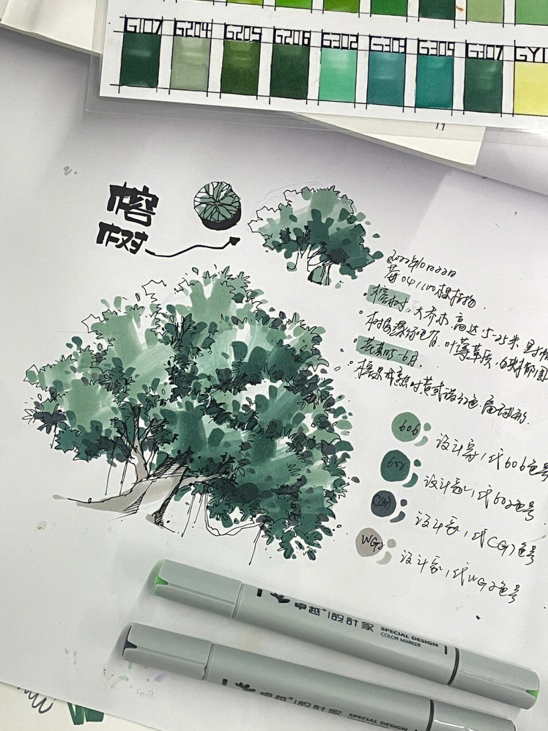 榕树马克笔上色步骤画04100颗手绘植物