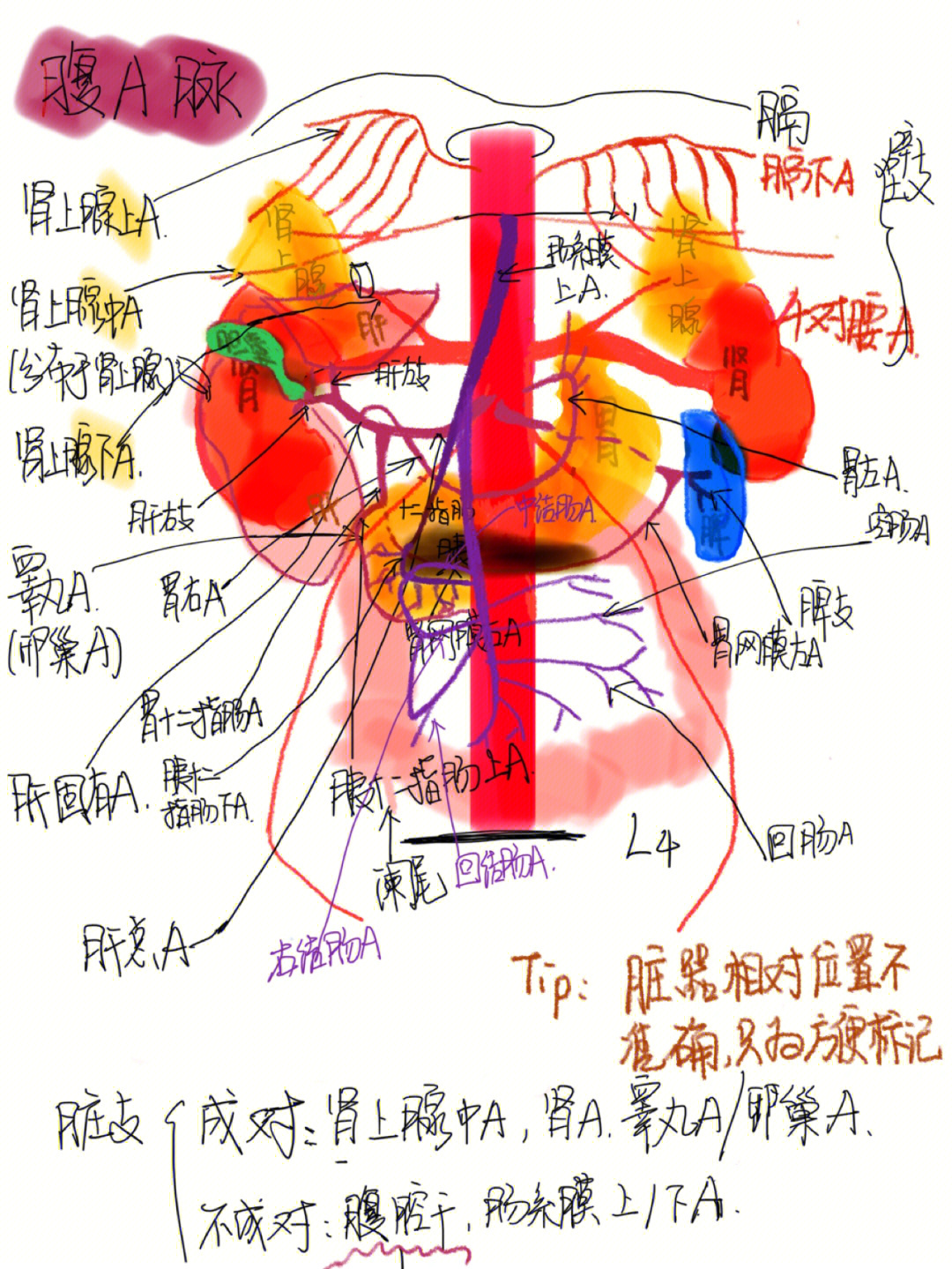 脉管系统2→动脉 (系统解剖学)
