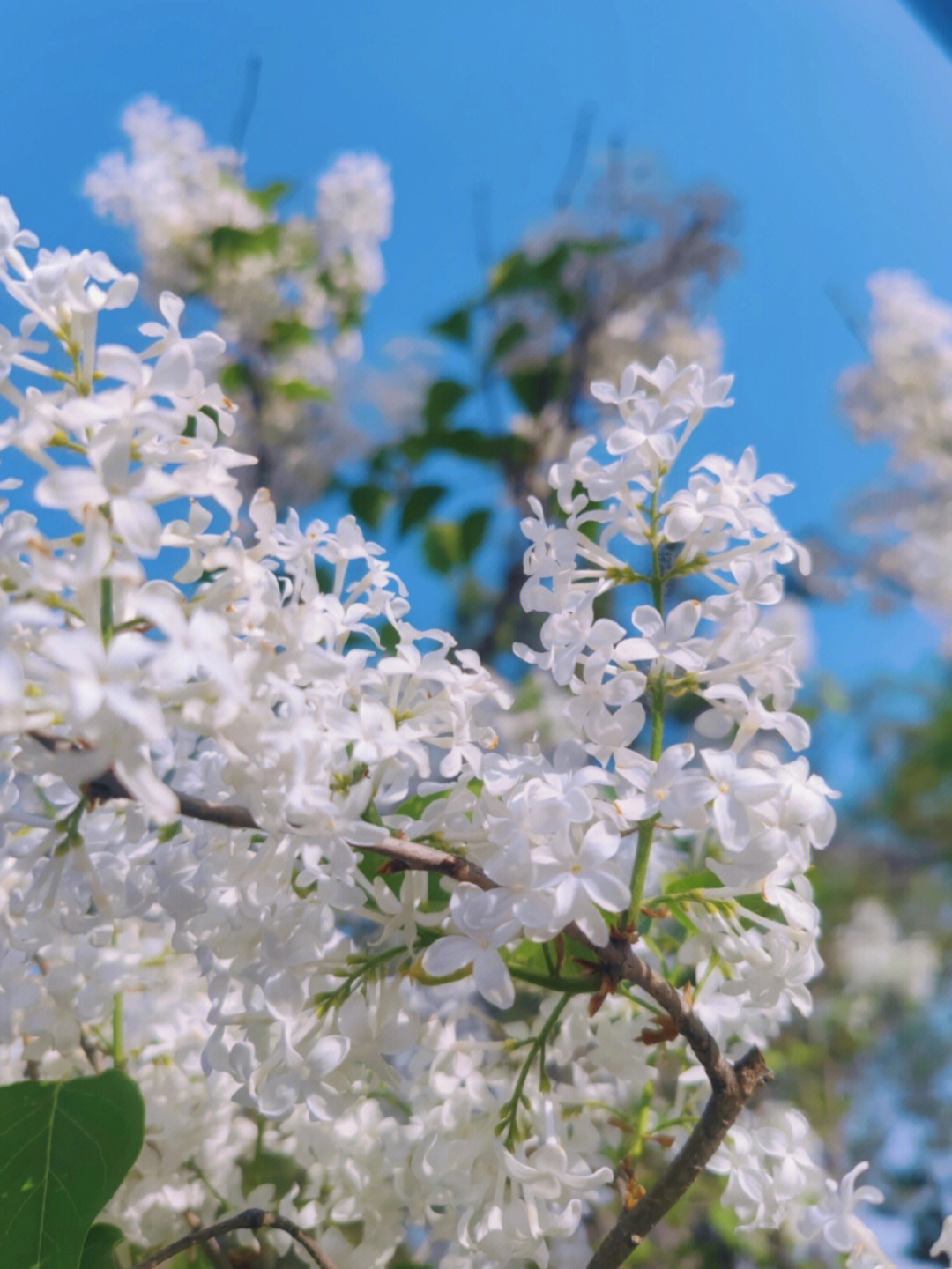 匆匆那年五瓣丁香花图片